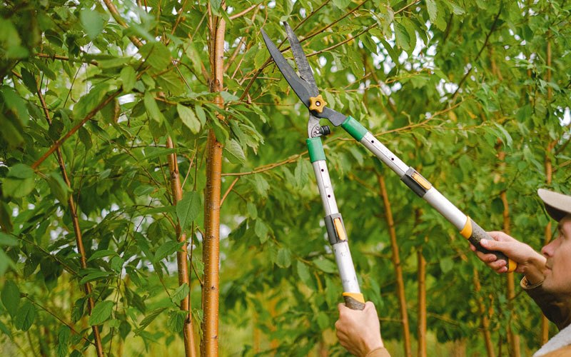 Tree trimming in Datil, NM